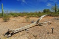 Dead Saguaro Cactus Skeleton in Organ Pipe Cactus National Monument Royalty Free Stock Photo