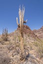 Dead Saguaro Skeleton in the Desert