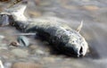 Dead salmon Royalty Free Stock Photo