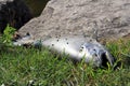 Dead salmon fish due to climate change Royalty Free Stock Photo