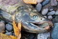Dead salmon with sharp teeth