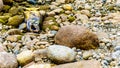 Dead Salmon on the shore of Hayward Lake after spawning in the Stave River Royalty Free Stock Photo