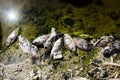Dead Salton Sea Fish 2