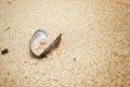 dead sand clam shells on the beach