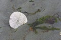 Dead Sand Dollar Shell Fish Close Up