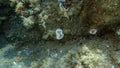 Dead scarlet coral or pig-tooth coral, european star coral (Balanophyllia (Balanophyllia) europaea) undersea