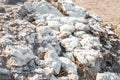 Dead sea, Jordan. Beautiful beach with salt deposits Royalty Free Stock Photo