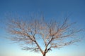 Leafless tree by the side of the Israeli highway beside the Dead Sea, Israel Royalty Free Stock Photo