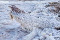 Dead Sea salt lump covered trunk stem. Royalty Free Stock Photo