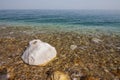 Dead sea waters and stones covered by crystal salt