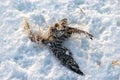 a dead seabird in the dunes, snow covers the bird\'s body, traces of a wild animal in the snow Royalty Free Stock Photo