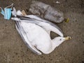 A dead seagull or bird at the edge of the water next to plastic bottles PETand a face mask.. Plastic pollution concept