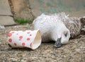 A dead seagull or bird at the edge of the water next to plastic waste.. Plastic pollution concept Royalty Free Stock Photo