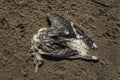 A dead seagull laying on a sandy beach Royalty Free Stock Photo