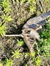 Dead seagull at the Nieuwe Driemanspolder.