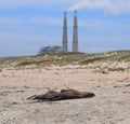 Dead Seal near Power Plant