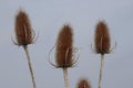 Dead seed heads on a teasel plant Royalty Free Stock Photo