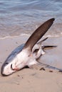 Dead shark on the beach Royalty Free Stock Photo