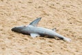 Dead shark on beach