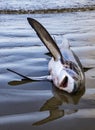 Dead shark lies on beach waiting to be processed