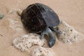 Dead shelled turtle corpse washed up in a beach upside down land turtle drowned in seawater and ended up dead