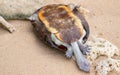 Dead shelled turtle corpse washed up in a beach upside down land turtle drowned in seawater and ended up dead