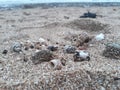 Dead shells on bearch