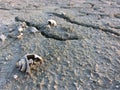 Dead shells on the cracked land