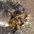 Dead shrew lies on stones in the sun and is eaten by wasps