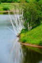 The dead silver birch trees in the water Royalty Free Stock Photo