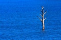 Dead single tree in the middle of the lake Royalty Free Stock Photo