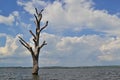 Dead single tree in the middle of the lake Royalty Free Stock Photo