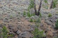 Dead skeleton in Yellowstone National Park, Wyoming, USA