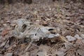 Dead skull animal bones remains in the forest