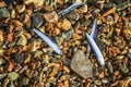 Dead small fish on the rocky shore Royalty Free Stock Photo