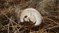 Dead snail. dead animal. dead insect. snail. Ancient snail shell in the woods close up of snail shell - closeup slug, insects, bu