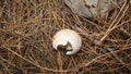 Dead snail. dead animal. dead insect. snail. Ancient snail shell in the woods close up of snail shell - closeup slug, insects, bu