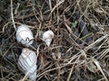 This is a dead snail and its home dete but it has a beautiful color Royalty Free Stock Photo