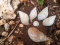 Dead snail shells lined up on the ground