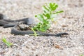 Dead snake on the beach of Caspian Sea