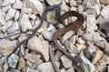 Dead snake on the beach