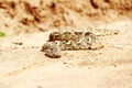 Dead snake in the desert Royalty Free Stock Photo