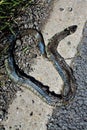 Dead snake found on road by grass verge Royalty Free Stock Photo