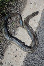 Dead snake found by the road Royalty Free Stock Photo