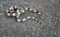 Dead snake on rood side Royalty Free Stock Photo