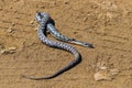 Dead snake on the sand, environmental crime