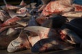 Dead snapper sharks Royalty Free Stock Photo