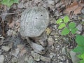 Dead snapping turtle on the river bank, Kansas, USA