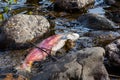 Dead Spawned Pacific Sockeye Salmon in Adams River Royalty Free Stock Photo