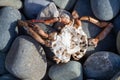 Dead spider crab on pebbles